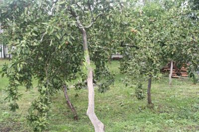 Отель, гостиница Сухум, Абхазия, 250 м2 - фото 4