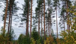 Земля за 27 000 евро в Кесялахти, Финляндия