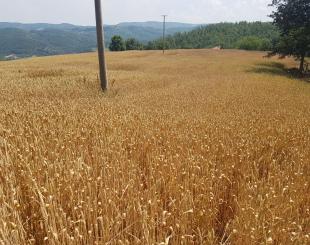 Land for 60 000 euro in Nis, Serbia