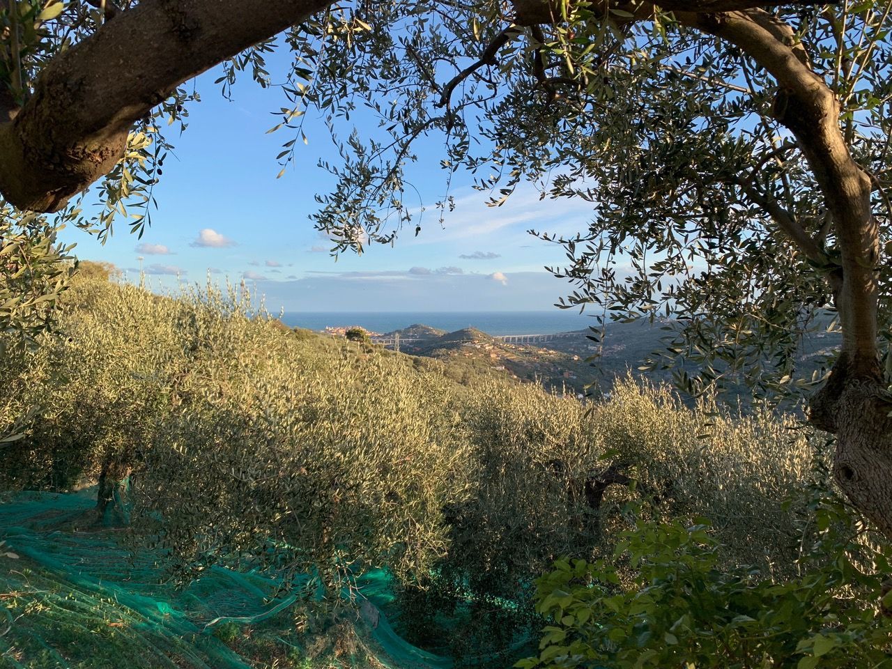 Империя Лигурия оливковые Рощи