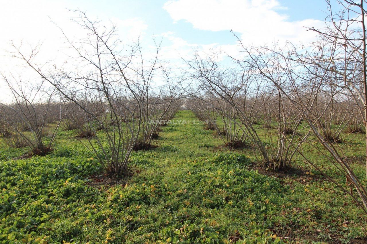 Hazelnut Farm